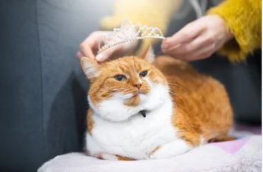 crowning kitty